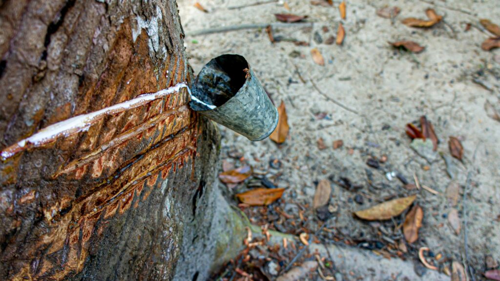 Close-up of latex extraction from a rubber tree using a metal cup in Brazilian forest.